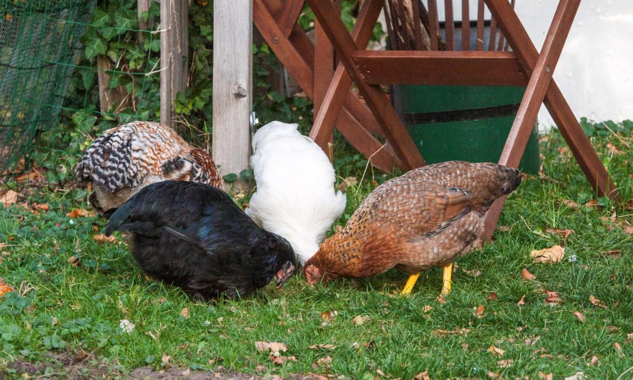 Johanna'S Oostwold  Luaran gambar